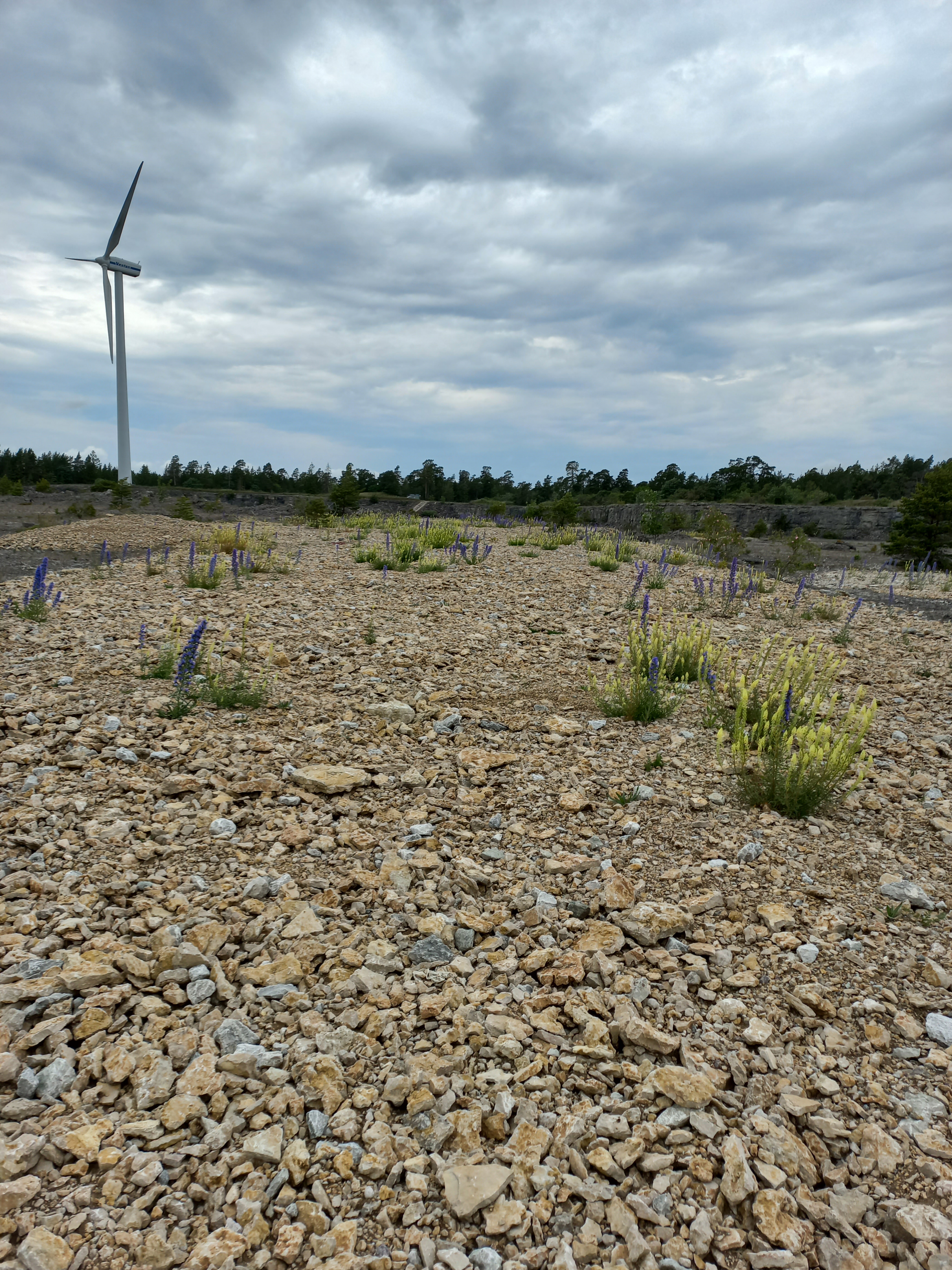 Stenig mark med spridda växter, främst gula och lila blommor, under en molnig himmel. En vindkraftverk står i bakgrunden till vänster, omgiven av skogskant.