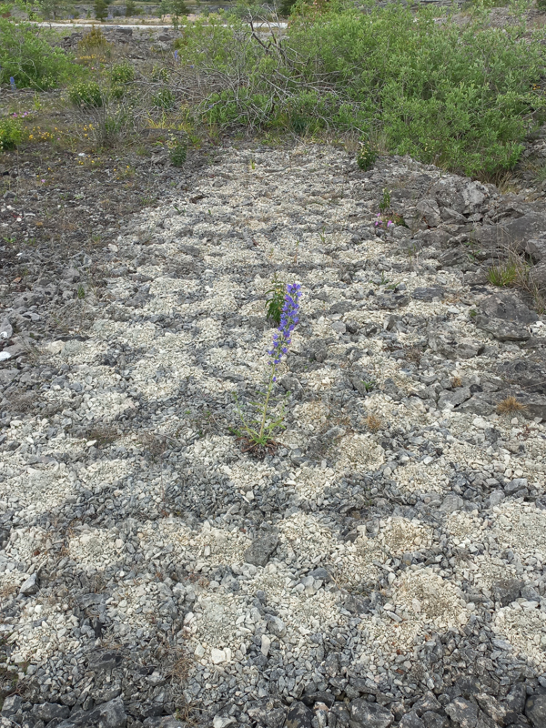 En ensam lila blomma växer i mitten av ett grått, rutmönstrat område med vegetation i bakgrunden.