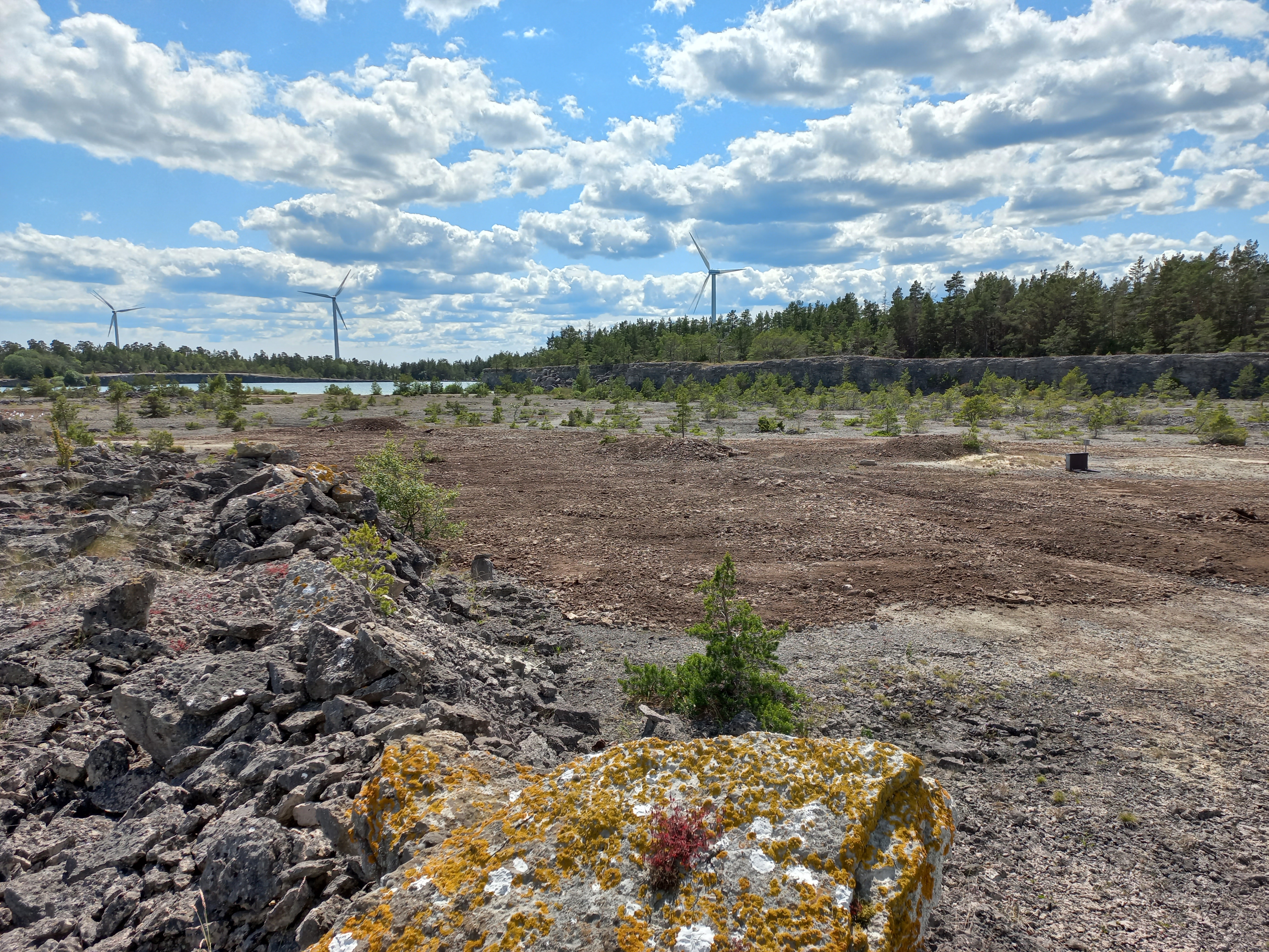 Stenig mark med spridda små växter och mossa i förgrunden. I bakgrunden syns vindkraftverk vid horisonten och en skogskant under en delvis molnig himmel.