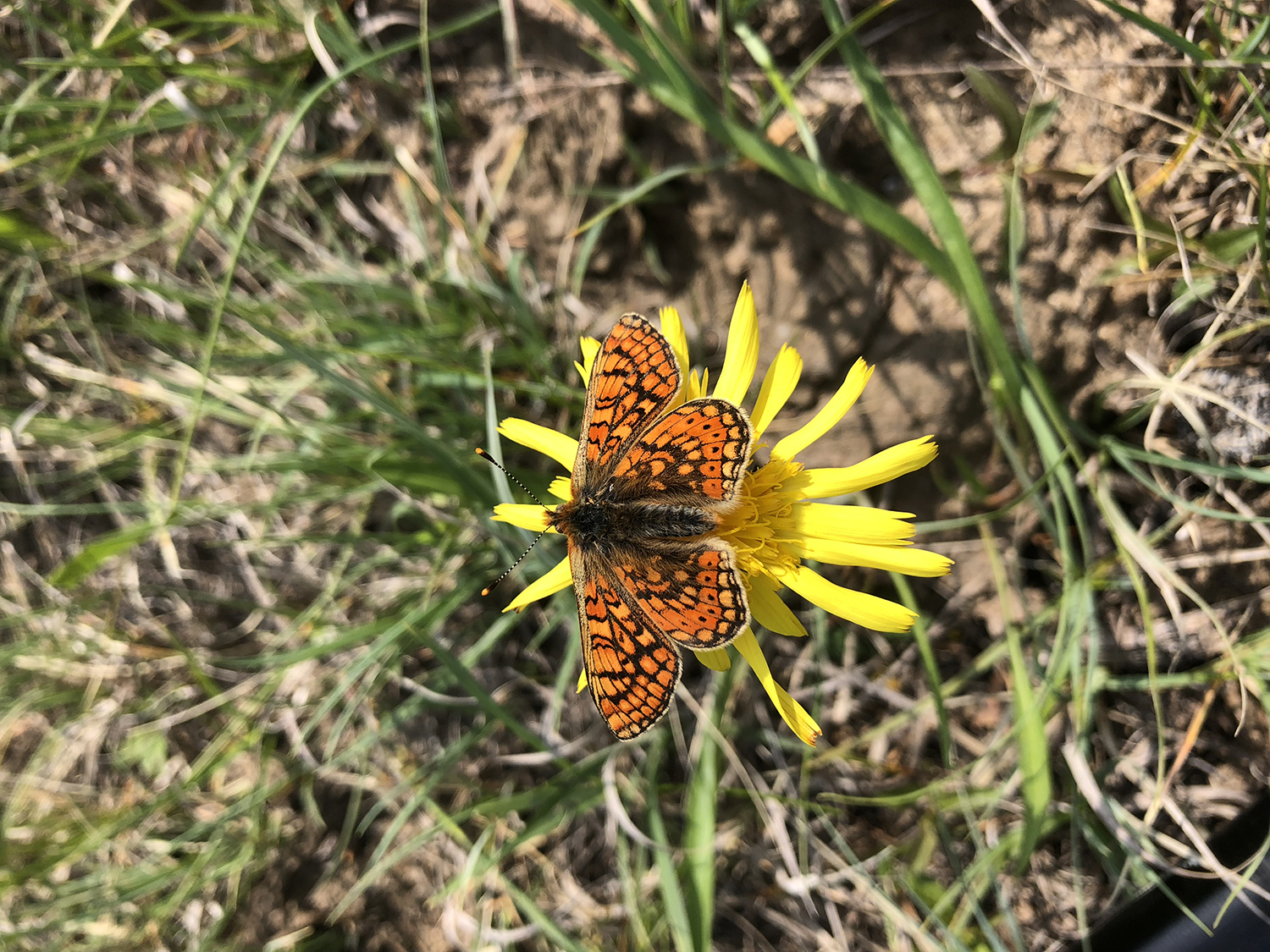 Väddnätsfjäril kring kalktäkten vid File hajdar på Gotland.